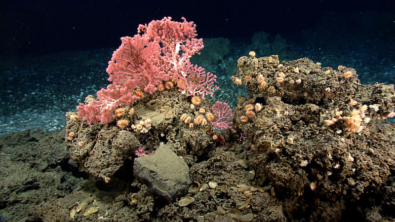 These corals, including cup corals and bubblegum corals, were found on hard substrate near the edge of a mussel bed while exploring a gas seep area near the northeast submarine canyons.