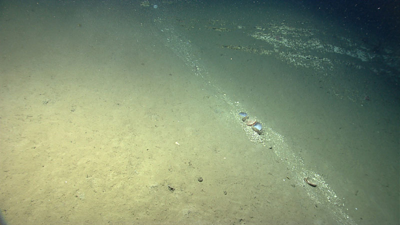 'Recent' sediment transport down the wall of Lydonia Canyon. The bivalve in the center of the image were carried downslope as part of the sediment flow. This image demonstrates the diversity of habitats and substrates that can occur.