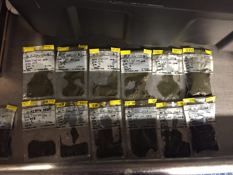 Four monocore samples were collected, sliced at one-centimeter intervals, placed into pre-labeled bags, and stored in the refrigerator until they could be analyzed on shore.