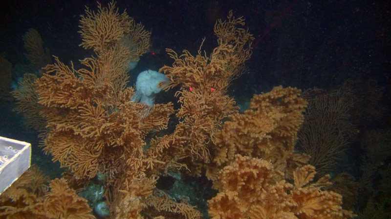 Red tree corals often form large, dense communities. In this image, you can also see a few white sponges which often co-locate with deep sea corals.