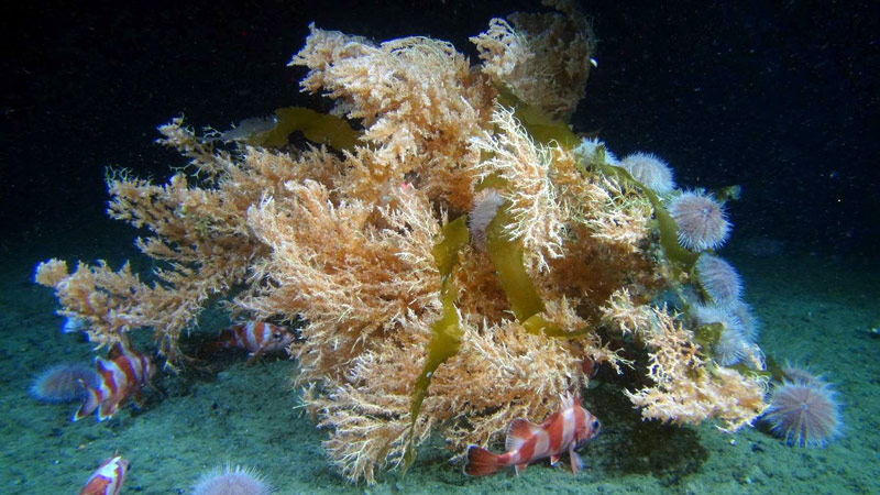 Red tree corals are a focal point of the Deepwater Exploration of Glacier Bay National Park expedition. These corals have been shown to be the foundation of diverse deepwater communities in Alaska, and can occur as shallow as six meters. In this image, several fish and urchins congregate around a large red tree coral.