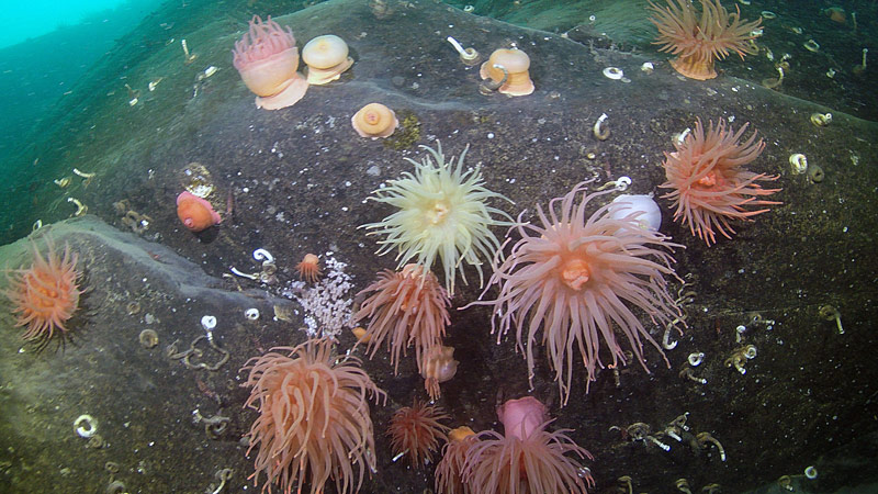 Even in areas where no Red Tree Corals were found during scuba dives, the underwater landscape is beautifully dotted with anemones, stoloniferous octocorals, and serpulid worms.