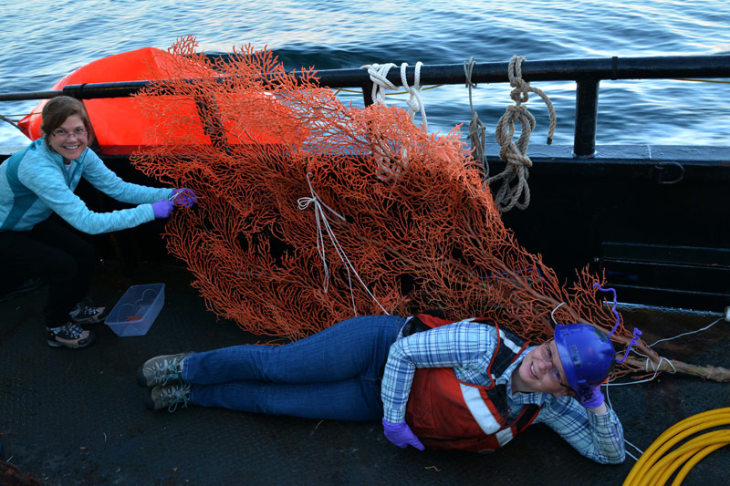 Rhian Waller, 5’3”, poses next to a colony of Primnoa pacifica for scale, while Cheryl Morrison collects tissue samples for genetic analysis. This colony was collected to determine its age and provide more information about growth rates in Glacier Bay National Park. Samples from this coral will also be used for reproduction and isotope analysis to better understand how these corals are interacting with their environment and how the populations have developed in the bay.