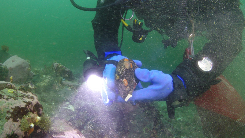 Jeff Godfrey investigates a rock covered with encrusting fauna during a dive off of Gilbert Peninsula.