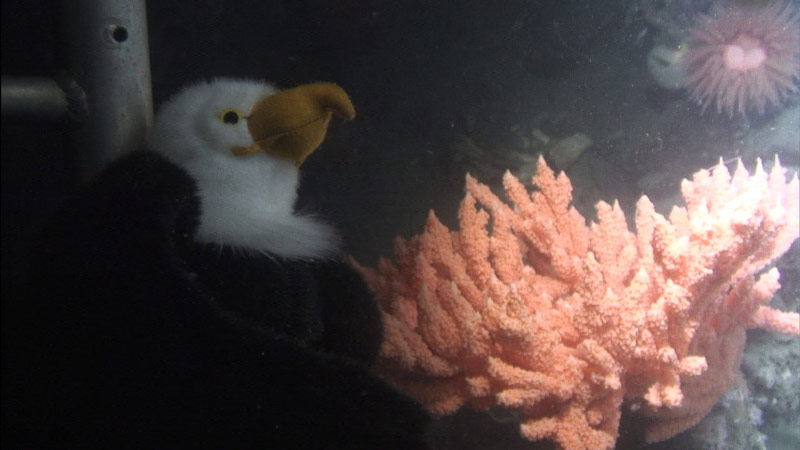 Qanuk goes on an adventure with ROV Kraken2! To the best of our knowledge, this is the first time a bald eagle has ever completed a deep sea ROV dive.
