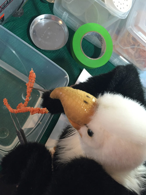 Qanuk helps with processing Primnoa pacifica samples in the wet lab.