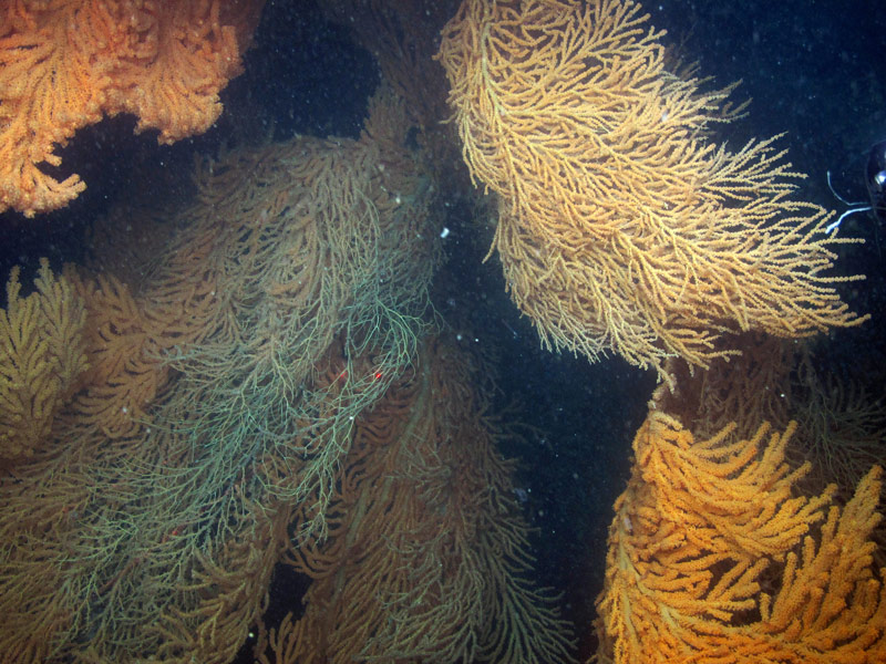 Several deep-water areas discovered had high densities of red tree corals. The water was so filled with plankton and dissolved organic material, both of which serve as food for the corals, that it was often hard to get a clear image with multiple large colonies. The two red dots are lasers spaced 10 centimeters apart for scale.