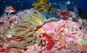 Gulf of Mexico Deep Sea Habitats 2003