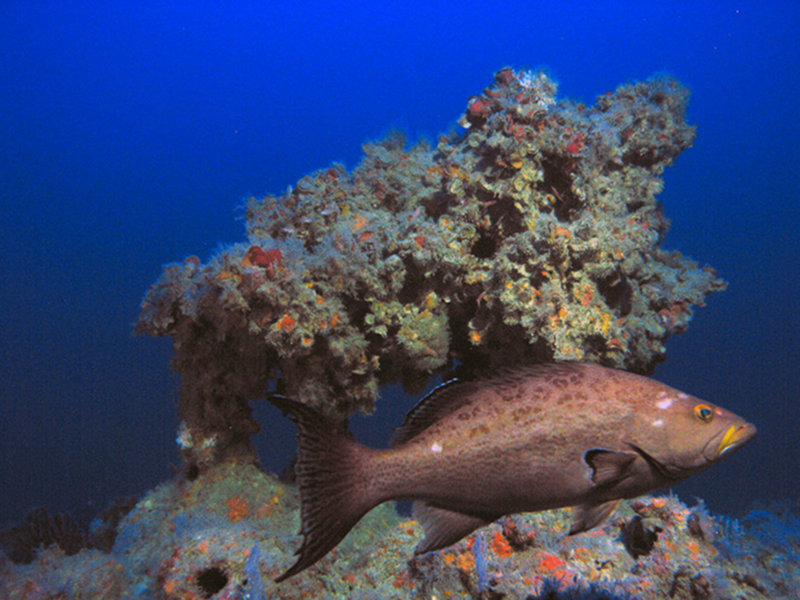 Figure 1. Mesophotic coral ecosystems can be found from 30-100 m in the eastern Gulf of Mexico. Pictured is a scamp grouper at 95 m off the Dry Tortugas.