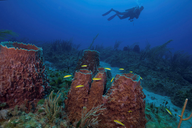 Sponge and coral communities at Guanahacabibes National Park, Cuba.