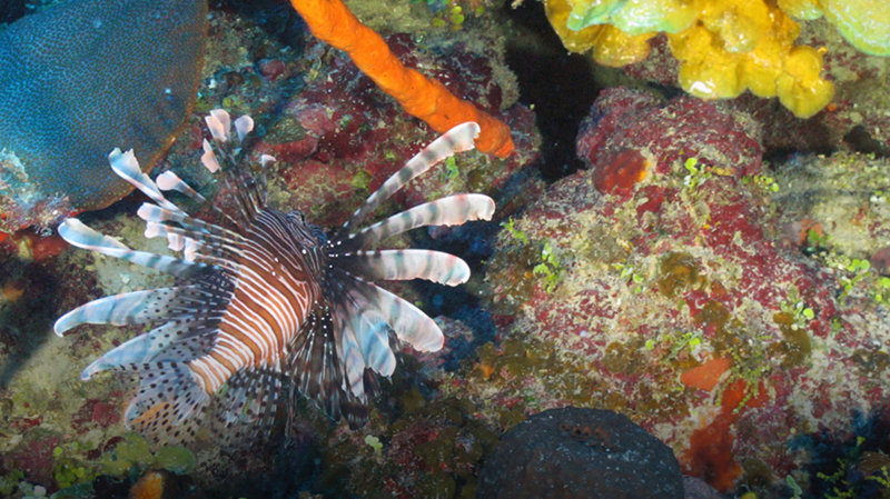 Prior to this expedition, there was very little known about the deep-water reefs along Cuba’s coastline. We set sail for Cuba on a dream that had taken nearly two years to implement. By any criterion, this expedition was an outstanding success. Read the mission summary of the expedition here.