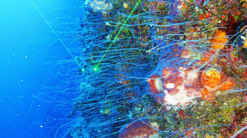 The final week of our expedition has focused on mesophotic sites along the Northern coast of Cuba from Punta Maisí on the eastern tip of Cuba to Havana. We expected conditions here to be some of the most challenging of the expedition.