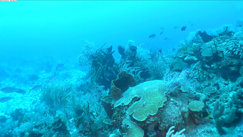 Five days have passed since we left the port of Cienfuegos, exchanged portions of the scientific team, and started our 1000-mile journey. The team first explored three locations seaward from the “Golfo de Ana Maria, and the “Gulf of Guacanayabo”. Learn more about exploration off the southern coast of Cuba here.