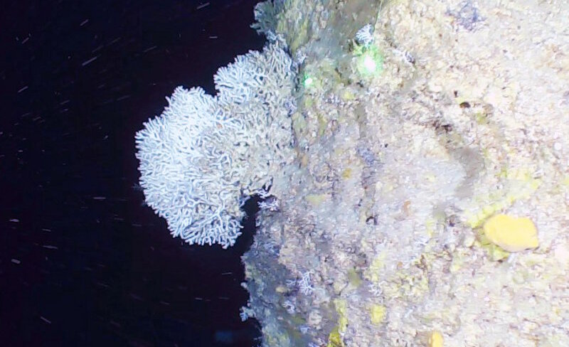 Hard corals in the deep mesophotic zone from 75m-125m were less common.  Madracis and Stylaster colonies, though rare, were generally found in an orientation perpendicular to the current to maximize feeding