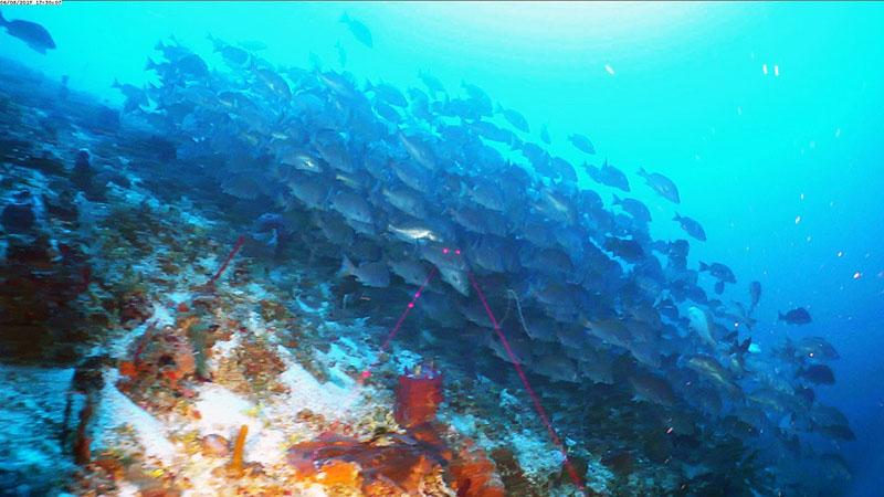 Un banco gigantesco de pargos perros (Lutjanus jocu) cerca del centro-este, en el área marina protegida de Cayo Coco