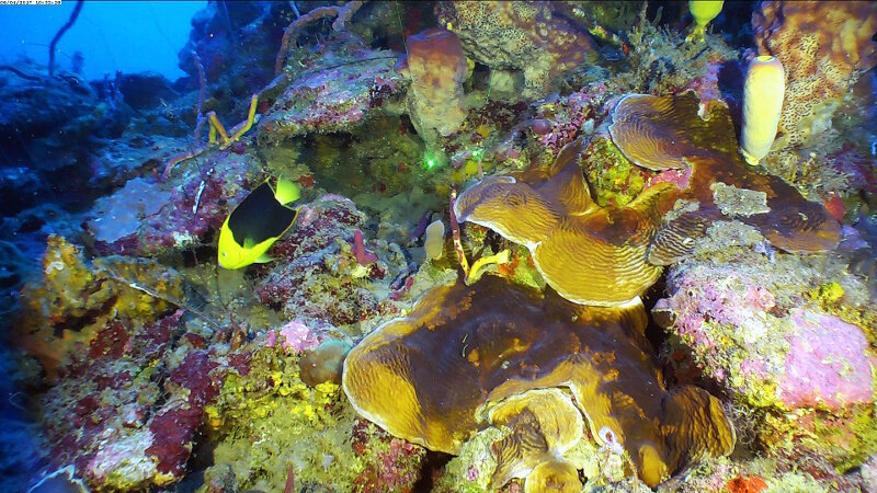 ROV dive sites in the upper mesophotic zone ranged from eroded rock walls to well-developed fore reef areas with significant hard coral cover. The hard coral communities were dominated by lettuce corals (Agaricia spp.) and generally restricted to the 40 meter-70 meter depth zones across the northern sites.