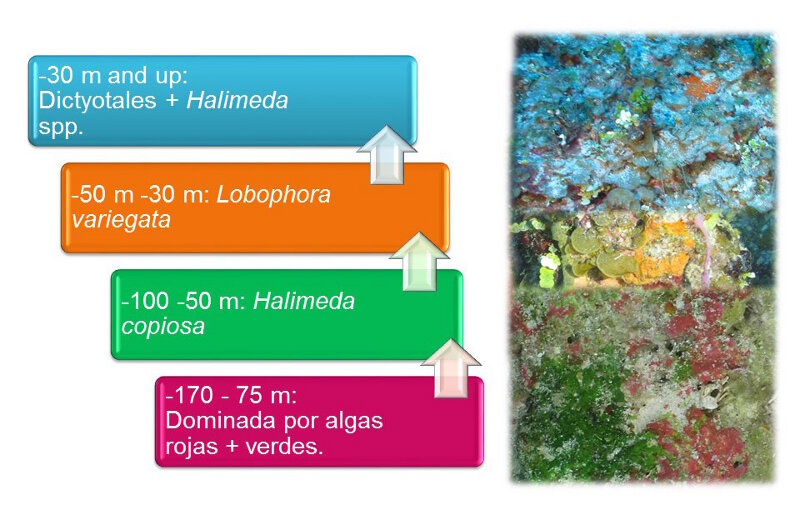 Typical algal zonation we observed in Cuba’s mesophotic coral reefs.