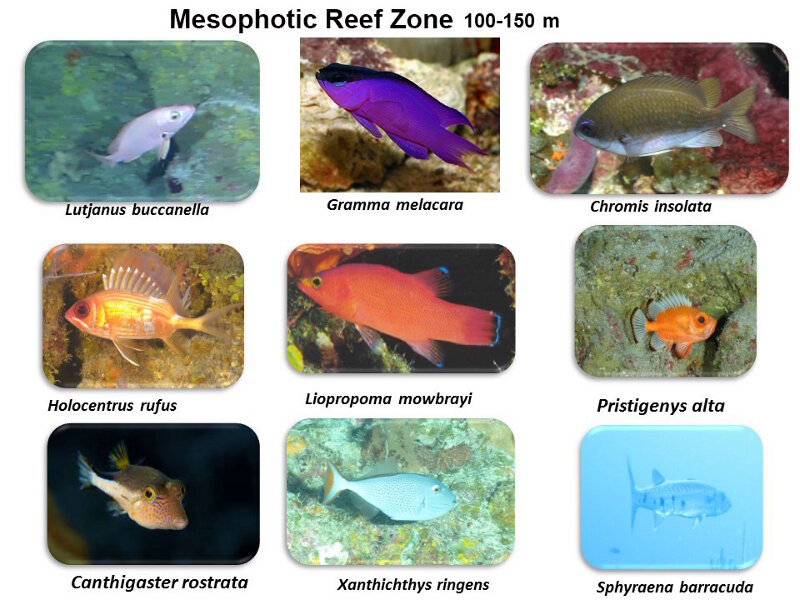 Figure 4. Commonly occurring fishes we observed in Cuba’s deep mesophotic zone, as summarized in cruise-end presentation by Alain García Rodríguez.