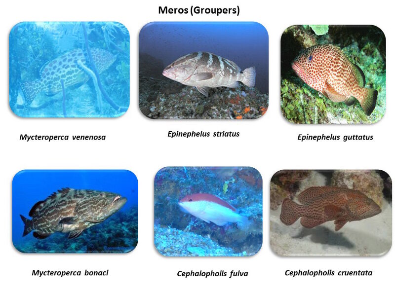 Figure 6. Some of the groupers we observed in Cuba’s mesophotic reefs, from cruise-end presentation by Alain García Rodríguez.