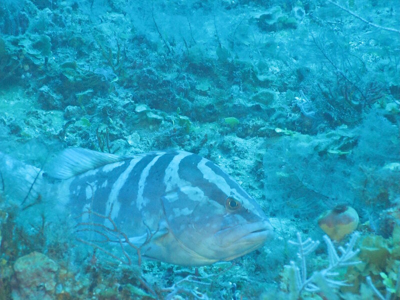 The Nassau grouper (Epinephelus striatus) was historically important to U.S. and Caribbean commercial fisheries, but has been endangered by overfishing. We saw this species at multiple sites along the southern coast of Cuba. 