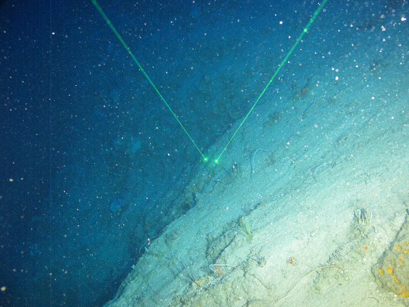 A diferencia de las empinadas paredes que habíamos visto en la mayoría de los sitios anteriores, había una suave pendiente (30-45º) en la mayoría de nuestros sitios de buceo a lo largo de la costa sureste.