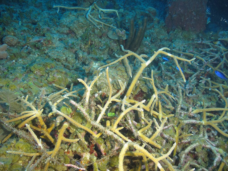 El coral cuerno de ciervo o coral cuerno de venado (Acropora cervicornis) fue una vez uno de los corales más importantes del Caribe en términos de su contribución al crecimiento de los arrecifes y el hábitat de la pesca, pero en la década de 1980 sus poblaciones se derrumbaron en toda la Florida y el Caribe debido principalmente a enfermedades. Vimos varios puestos saludables en nuestras inmersiones a lo largo de la costa sur de Cuba