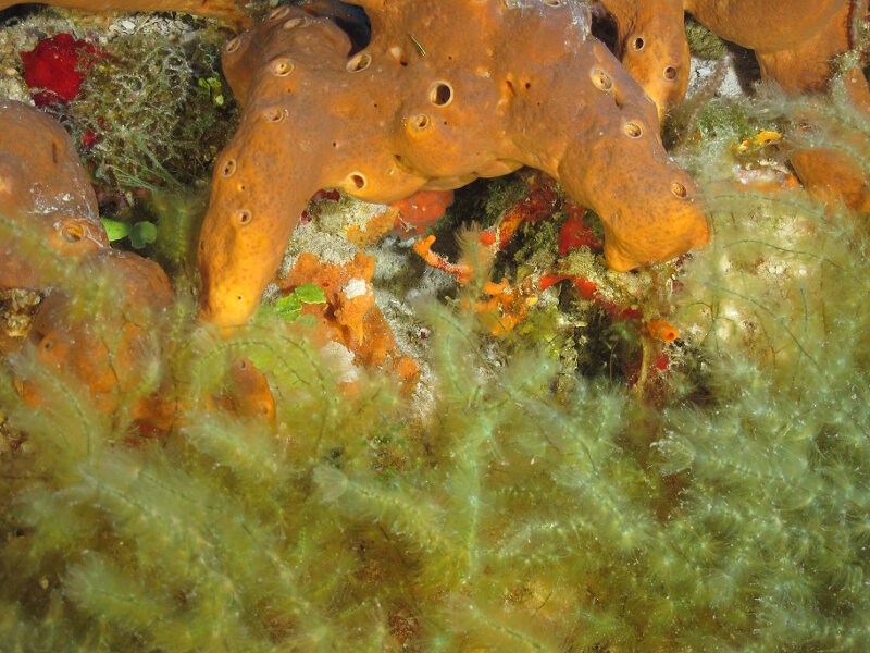 At Cayo Sabinal at 45 meters deep, we observed a nice population of Sporochnus pedunculatus, which has rarely been seen in Cuba, as this brown alga is limited to deep water. 