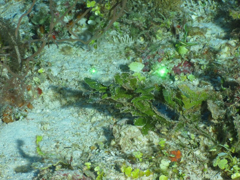 We recorded another depth record at Cayo Coco for the calcified green alga Udotea occidentalis at 62 meters