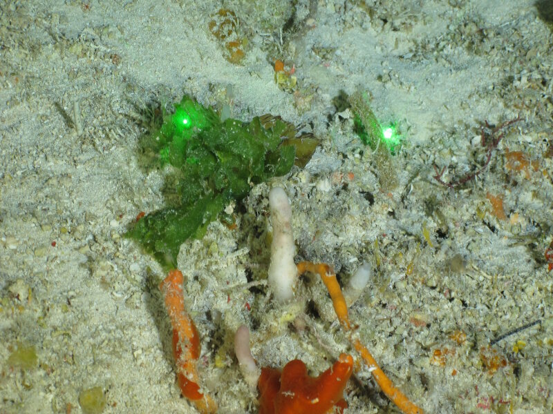 Encontramos un nuevo récord de profundidad para la Anadyomene, 120 metros en Cayo Coco. Esta alga verde tiene un patrón visible de células grandes en sus hojas que parecen venas. 