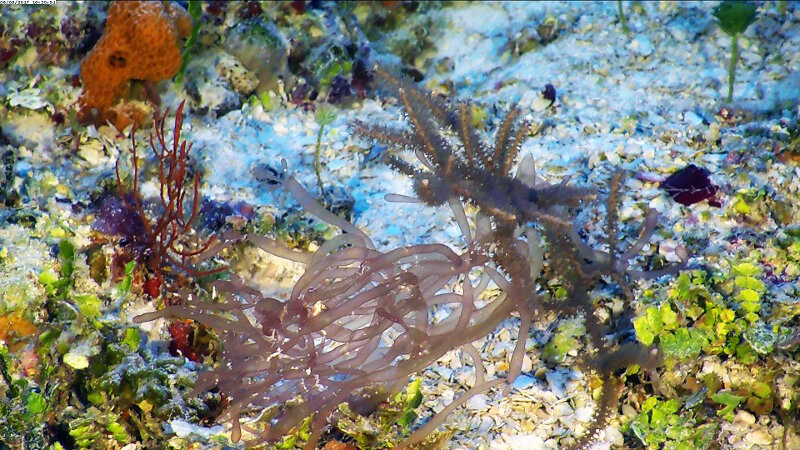 We found this pretty red alga (Chrysymenia enteromorpha) on sand plains to depths of 62 meters