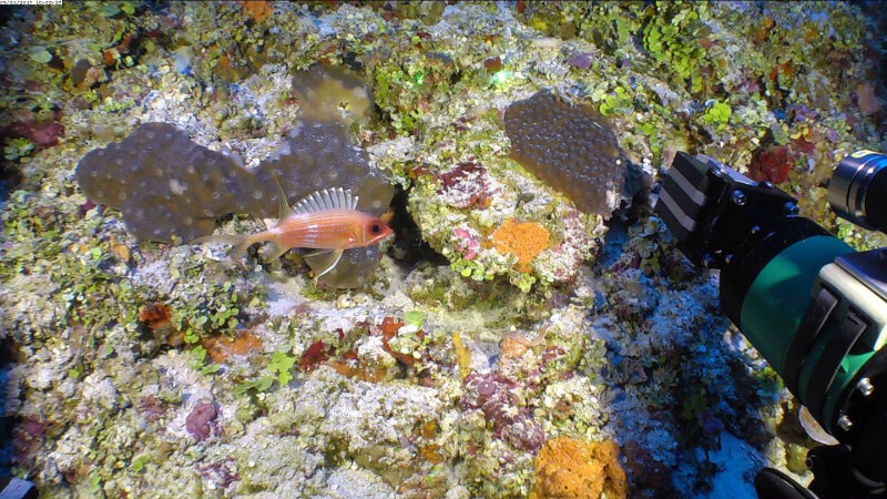 Besides conducting video and still photo surveys of San Antonio Bank, the Mohawk ROV also allowed the expedition to collect valuable samples.