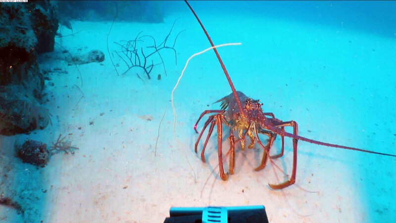 A spiny lobster (Panulirus argus) comes to inspect the ROV during a coral collection in the upper mesophotic zone on the top of the reef wall at 45 meters depth.
