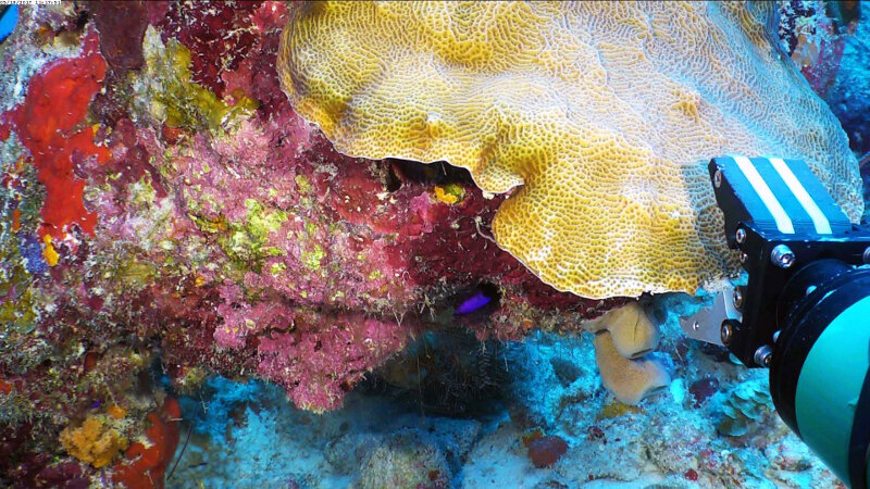 Taking a bite out of an Agaricia agaricites colony with the ROV manipulator jaws. The jaws exert nearly 50 lbs of force and can break off thin margins of coral colonies.