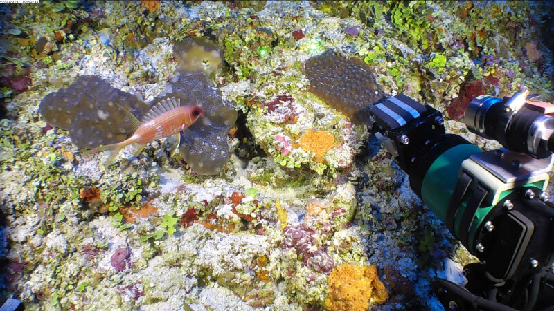 Sampling our deepest Montastraea cavernosa found so far at 85 meters depth along the lower mesophotic wall. This colony was extremely brittle, which is thought to be a photoadaptive response to low light environments.