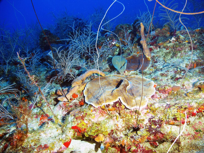 Scleractinians such as Agaricia spp. cohabitate with gorgonians (soft corals) and antipatharians (black corals) along the top of the upper mesophotic zone at 50 meters depth. Mesophotic reefs are truly unique environments where species from both shallow and deep depths can be found.