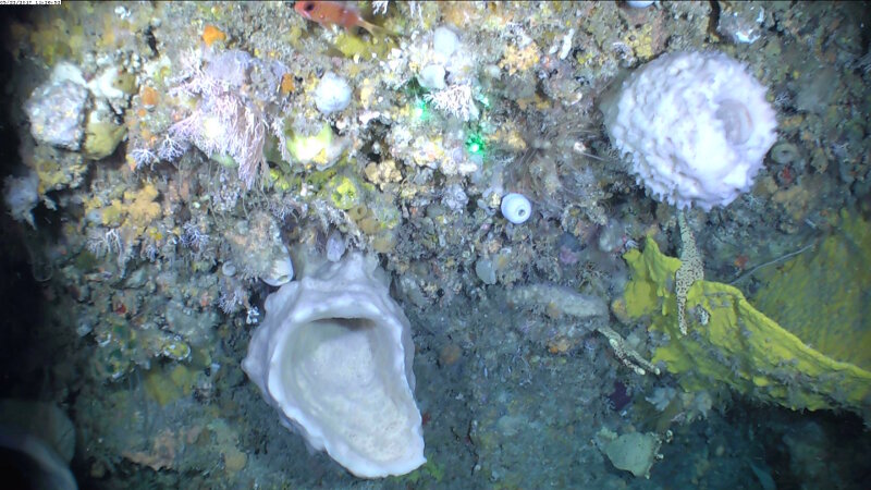 The sponge party starts in Cabo San Antonio, 30 meters deeper than in previous locations: two specimens of Xestospongia and a Verongiida, a small sample of the feast.