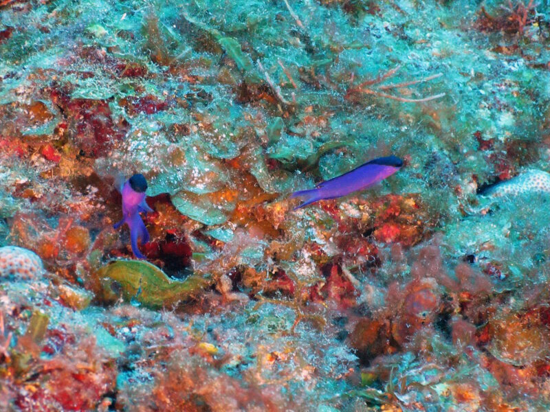 The Blackcap Basslet (Gramma melacara), a small member of the grouper family, is very common in the deep mesophotic zone.