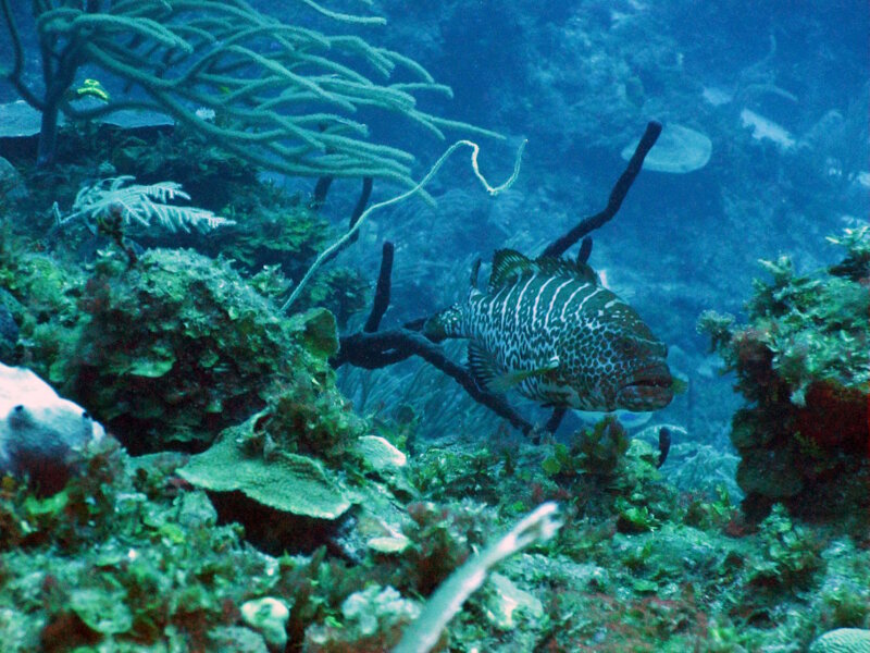The Tiger Grouper (Mycteroperca tigris) is one of several groupers we have seen on Cuba’s mesophotic reefs.