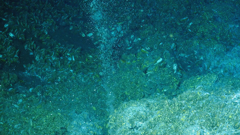 Methane gas bubbles rise from the seafloor-this type of activity, originally noticed by NOAA Ship Okeanos Explorer in 2012 on a multibeam sonar survey, is what led scientists to the area.