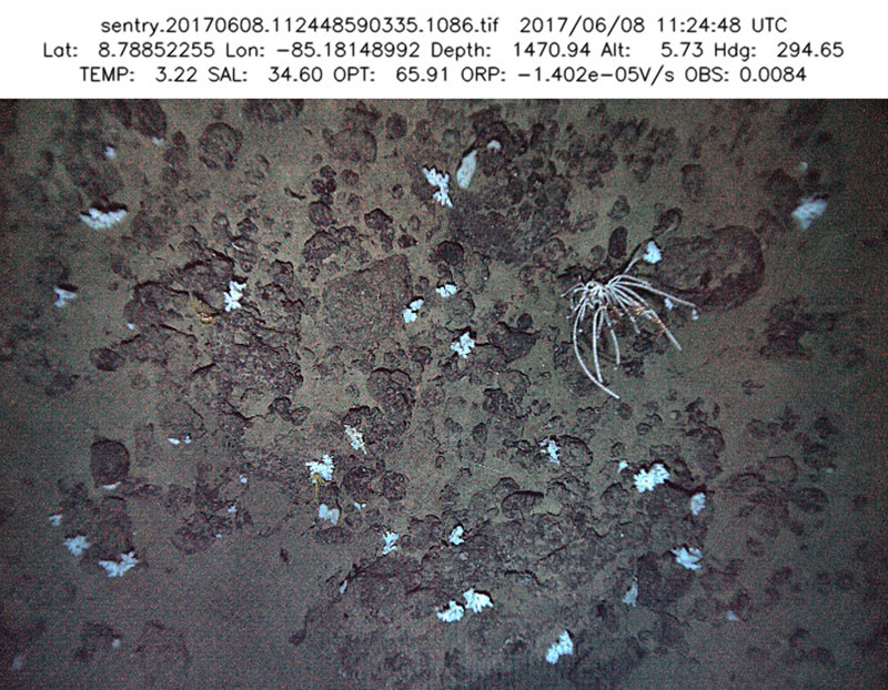 These sponges and coral were seen on the same R/V Atlantis cruise to the Costa Rica margin on a seamount.