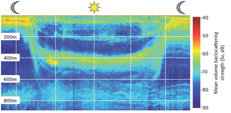 A composite of images of deep-pelagic organisms.