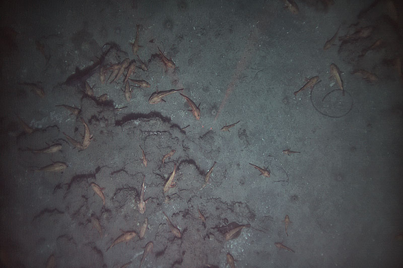 A photo from Dive 454 shows large numbers of fish associated with hard, rocky habitats.