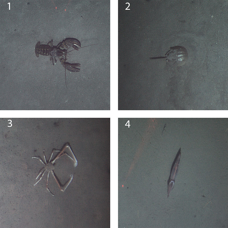 These are a few of the organisms that we’ve found most often in our Sentry photos: (1) lobster, (2) horseshoe crab, (3) spider crab, (4) squid.