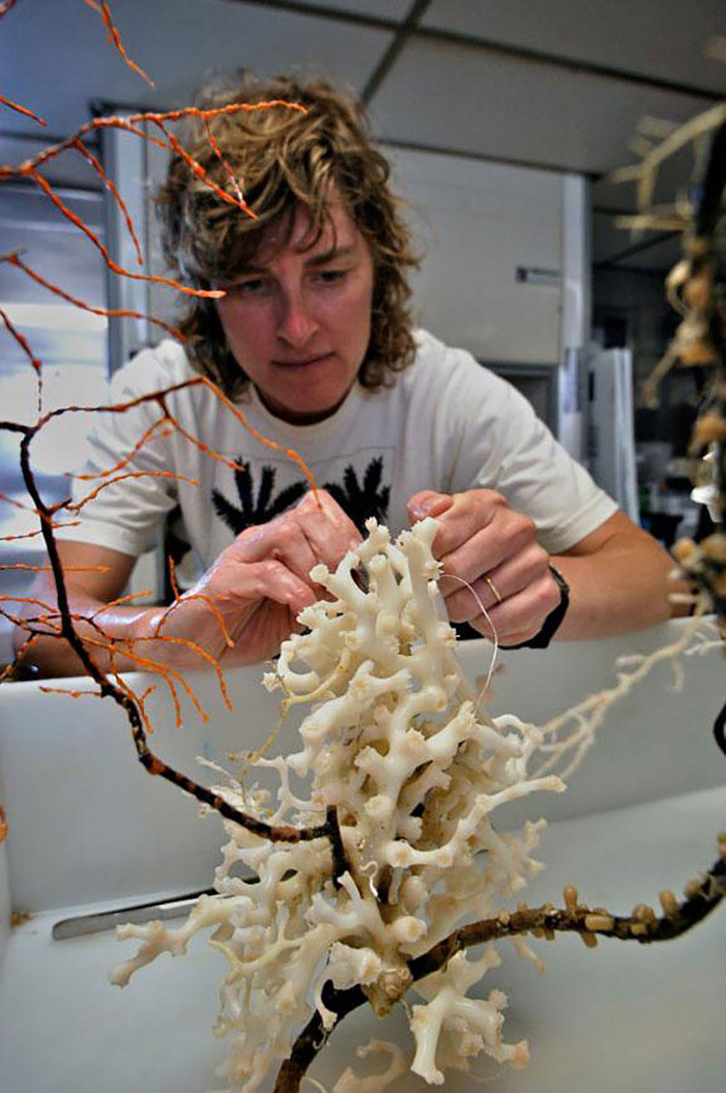 Martha Nizinski examines a deepwater coral specimen collected off the southeastern U.S.