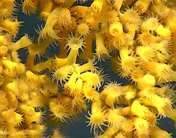 Ocean Today: Deep Ocean Corals