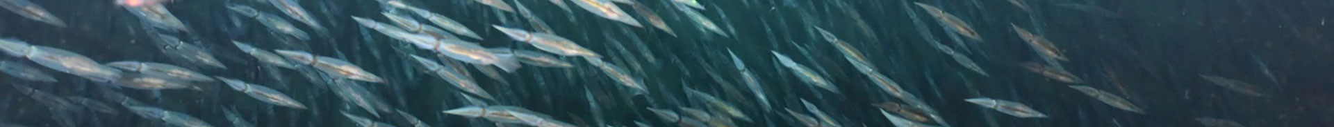 Northern Neighbors: Transboundary Exploration of Deepwater Communities