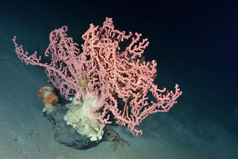 Large and very old bubblegum coral Paragorgia arborea on a rock, along with red crab and venus flytrap anemones, in Corsair Canyon.