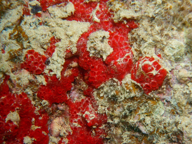 Do Sunken Aircraft Create Homes For Non-Native Creatures at Midway Atoll?