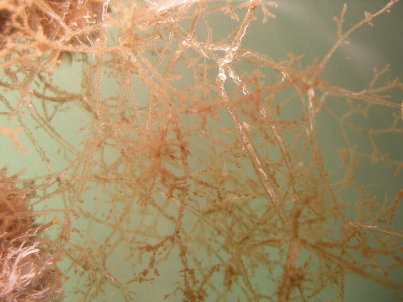 Zoobotryon verticillatum is an invasive bryozoan that the team will survey for on sunken aircraft sites.