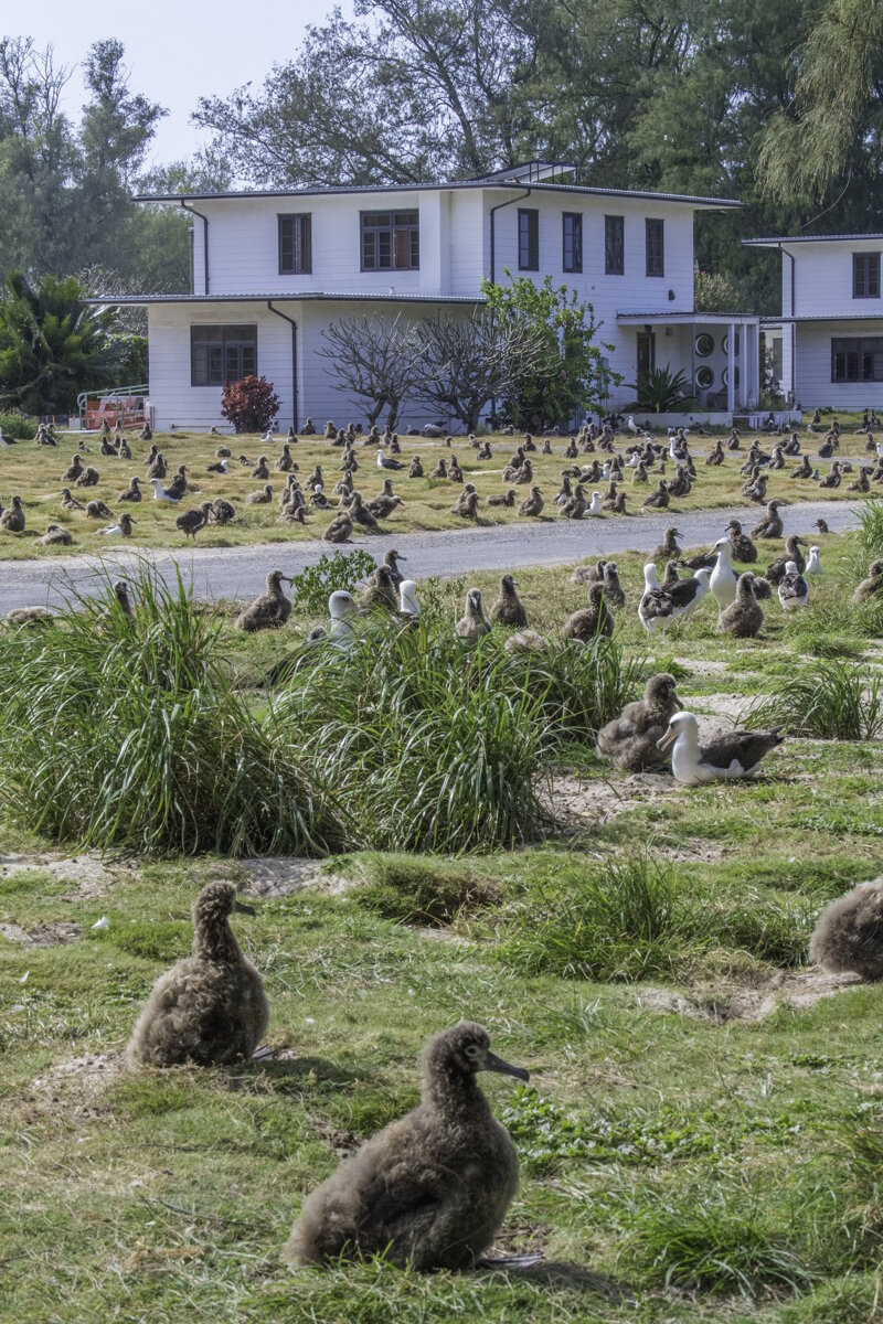Old officers homes at Midway Atoll and dozens of albatross finding their new homes on the lawn.